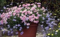 Blossoming balcony plants