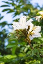 Blossoming of Bauhinia winitii Craib flower Royalty Free Stock Photo