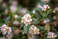 Blossoming bearberry cotoneaster or Cotoneaster dammeri shrub with beautiful white flowers, natural outdoor background