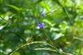 Blossoming , beautiful , blue stachytarpheta jamaicensis flower