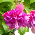 Blossoming beautiful branch of delicate colorful fuchsia, isolat Royalty Free Stock Photo