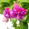 Blossoming beautiful branch of delicate colorful fuchsia, isolat Royalty Free Stock Photo