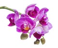 blossoming beautiful branch in shades of purple orchid, phalaenopsis is isolated on white background, close up Royalty Free Stock Photo
