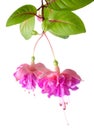 Blossoming beautiful colorful fuchsia, isolated on white Royalty Free Stock Photo