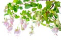 Blossoming beautiful delicate white with pink fuchsia, isolated