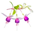 Blossoming beautiful fantastic (collage) colorful fuchsia flower Royalty Free Stock Photo