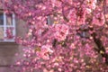 Blossoming beautiful pink flowers of sakura japanese cherry at springtime against a house background Royalty Free Stock Photo