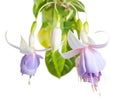 Blossoming beautiful soft white and lilac fuchsia is isolated Royalty Free Stock Photo