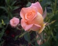 Blossoming beautiful tender bud of pink rose