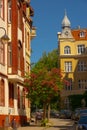 blossoming beautiful tree on street in sopot city poland