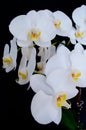 Blossoming beautifully branch of white phalaenopsis orchid flower with yellow center isolated on a black background close-up macro