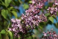 Blossoming beauty decorative lilac tree on spring