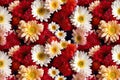 Blossoming Beauty Realistic Seamless Chrysanthemum Flower Pattern for Backgrounds and Textures. created with Generative AI