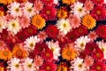 Blossoming Beauty Realistic Seamless Chrysanthemum Flower Pattern for Backgrounds and Textures. created with Generative AI
