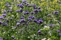 Blossoming bee pasture in the sunlight. Violet-flowering Phacelia