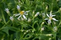 Blossoming bigleaf aster, Aster macrophyllus