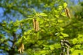 Blossoming of a birch cherry Betula lenta L.. Spring Royalty Free Stock Photo