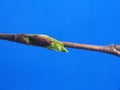 Blossoming birch leaves on a blue background. It& x27;s spring Royalty Free Stock Photo