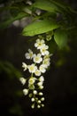 Blossoming bird cherry