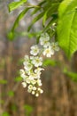 Blossoming bird cherry. Flowers bird cherry tree.