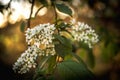 Blossoming bird-cherry. Flowers bird cherry tree. beautiful blooming branch of birdcherry on sunny spring day in garden Royalty Free Stock Photo