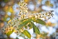 Blossoming bird-cherry. Flowers bird cherry tree. beautiful blooming branch of birdcherry on sunny spring day in garden Royalty Free Stock Photo