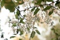 Blossoming bird-cherry. Flowers bird cherry tree. beautiful blooming branch of birdcherry on sunny spring day in garden Royalty Free Stock Photo