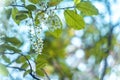 Blossoming bird-cherry. Flowers bird cherry tree. beautiful blooming branch of birdcherry on sunny spring day in garden Royalty Free Stock Photo