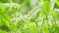 Blossoming bird cherry or mayday tree branch. Beautiful white buds and blossoms. Spring blooming. Slow motion.