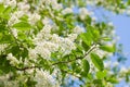 Blossoming bird cherry in the spring