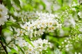 Blossoming bird cherry in the spring