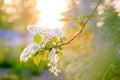 Blossoming bird-cherry tree branch at the setting sun Royalty Free Stock Photo