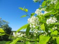 Blossoming bird cherry tree. Russian nature. Natural background spring day