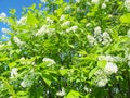 Blossoming bird cherry tree. Russian nature. Natural background spring day