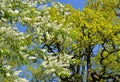 Blossoming bird cherry tree Royalty Free Stock Photo