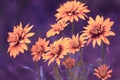 Blossoming Black-eyed Susan flowers in a garden Royalty Free Stock Photo