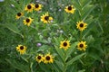 Black Eyed Susan Flowers Royalty Free Stock Photo