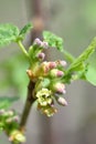 Blossoming of blackcurrant Ribes nigrum. Small depth of sharpness