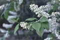 Blossoming blanch white flowers on the branch of a tree faded vintage  style Royalty Free Stock Photo