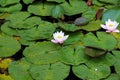 Blossoming blush rose water lilly in a pond