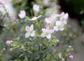 Blossoming boronia in the spring