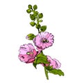 Blossoming  bouquet  of pink mallow flowers and green leaves. Hand drawn ink and colored sketch isolated on white background Royalty Free Stock Photo