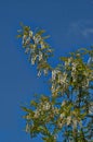 Blossoming branch of acacia. Royalty Free Stock Photo