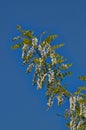 Blossoming branch of acacia. Royalty Free Stock Photo