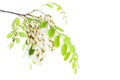 Blossoming branch of Acacia isolated on white background. Black Locust