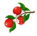 Blossoming branch of apple with fruits