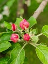 Blossoming branch of apple tree on blurred green background. Close-up. Top view. Copy space. Royalty Free Stock Photo