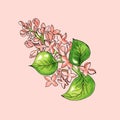 Blossoming branch of apple tree on pink background. Watercolor floral illustration. Royalty Free Stock Photo