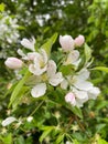 Blossoming branch of an apple tree in spring garden. Royalty Free Stock Photo