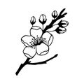 Blossoming branch of an apple tree. Vector stock illustration eps10. Isolate on white background, outline, hand drawing. Royalty Free Stock Photo